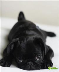 Filhote Pug Preto Macho Com Pedigree