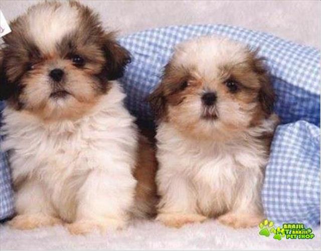 Lindos Filhotinhos Machos De Shih Tzu Com Pedigree E Contrato