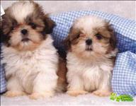 Lindos Filhotinhos Machos De Shih Tzu Com Pedigree E Contrato