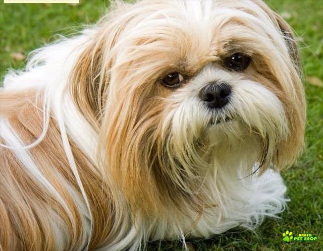 Lindos Filhotinhos Machos De Shih Tzu Com Pedigree E Contrato