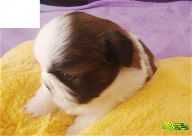 Lindos Filhotinhos Machos De Shih Tzu Com Pedigree E Contrato
