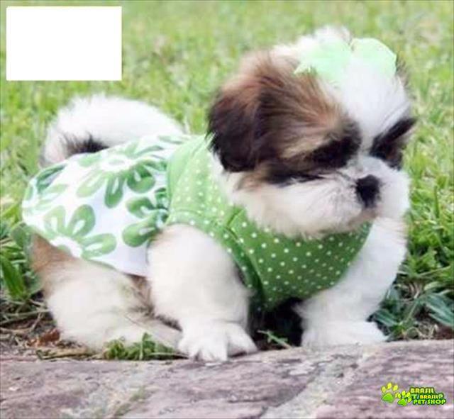 Lindos Filhotinhos Machos De Shih Tzu Com Pedigree E Contrato