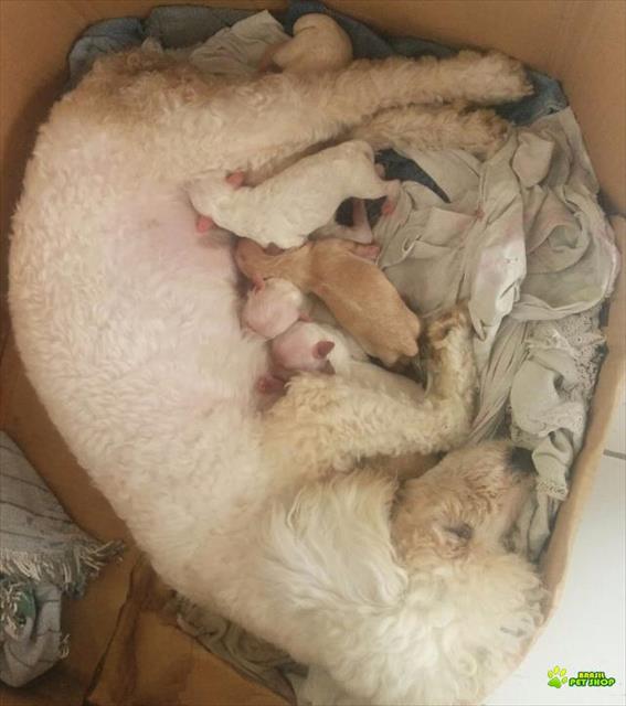 Filhotes De Poodle Roy Tamanho 1