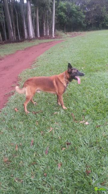 Vendo Filhotes De Cão Pastor Belga Malinoa