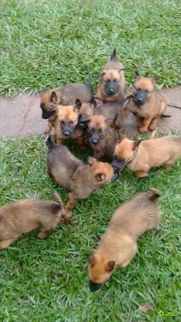 Vendo Filhotes De Cão Pastor Belga Malinoa