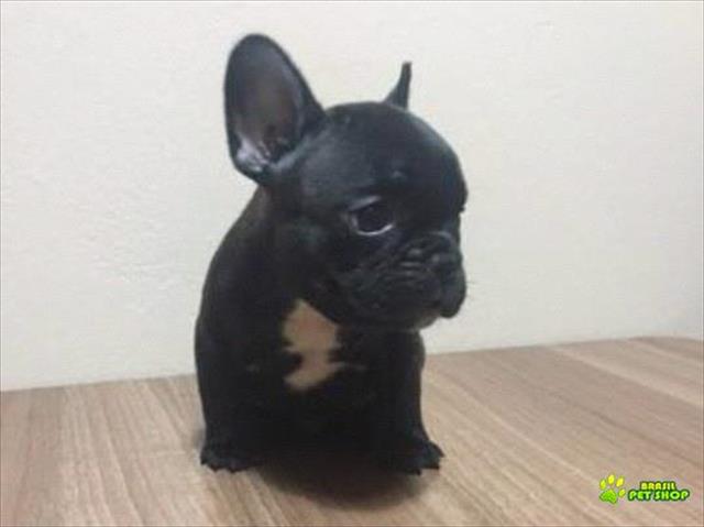 Vendo Excelente Filhote Macho De Bulldog Francês