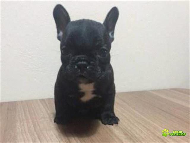Vendo Excelente Filhote Macho De Bulldog Francês