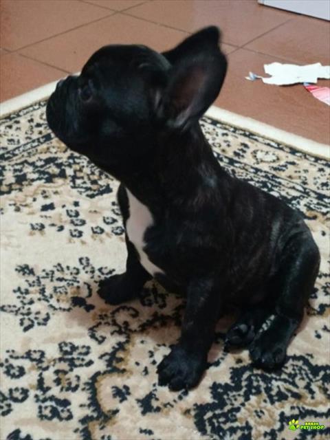 Vendo Excelente Filhote Macho De Bulldog Francês