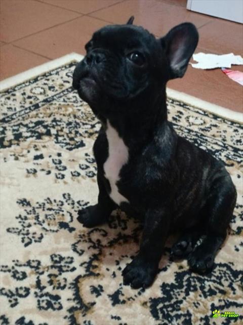 Vendo Excelente Filhote Macho De Bulldog Francês