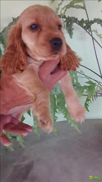 Lindos Filhotes De Cocker Spaniel Inglês
