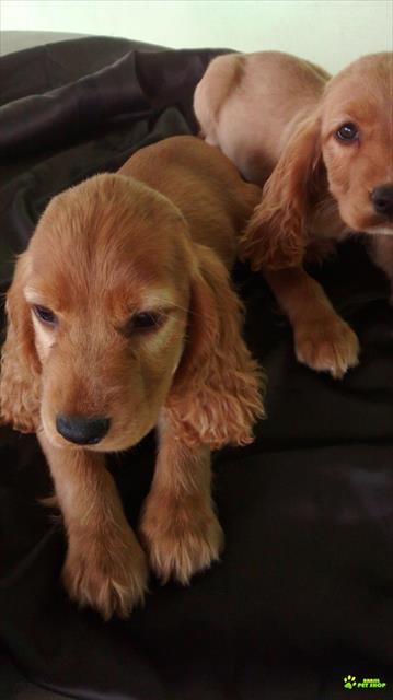Os Mais Lindos Filhotes De Cocker Spaniel Inglês