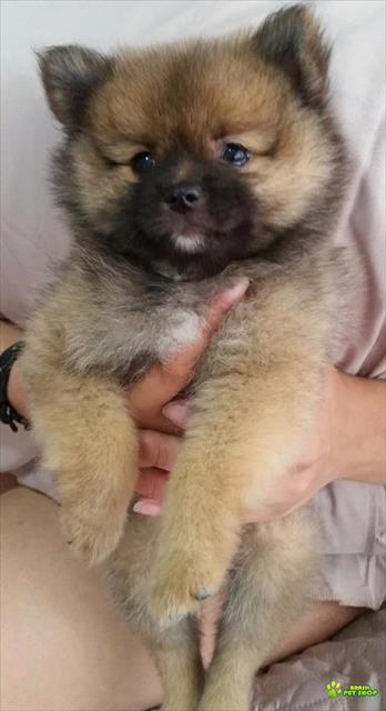 Filhotes Spitz Alemao 