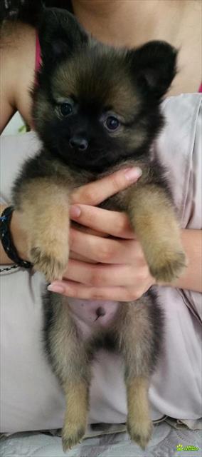 Filhotes Spitz Alemao 