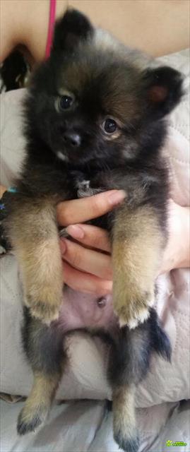 Filhotes Spitz Alemao 