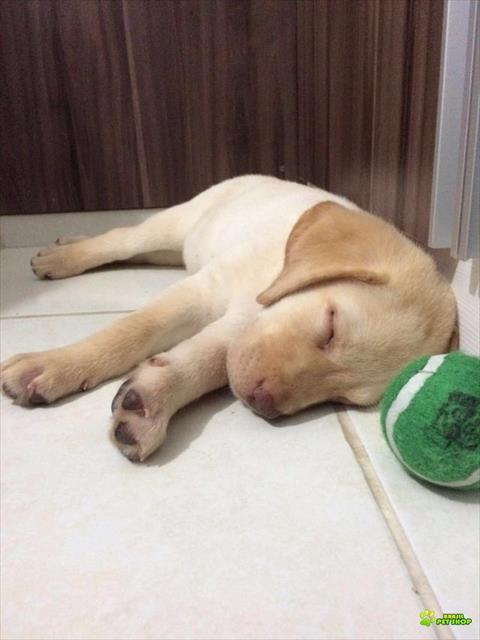 Filhote De Labrador 2 Meses