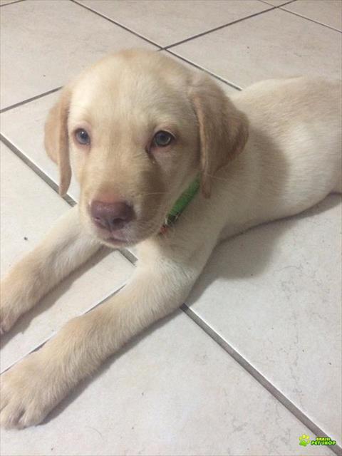 Filhote De Labrador 2 Meses