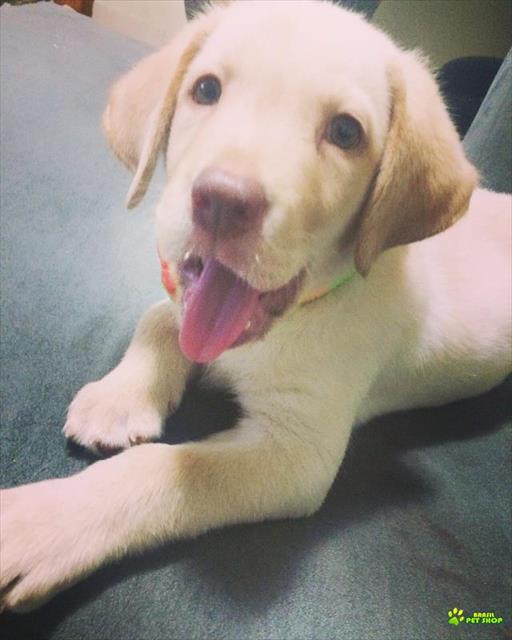Filhote De Labrador 2 Meses