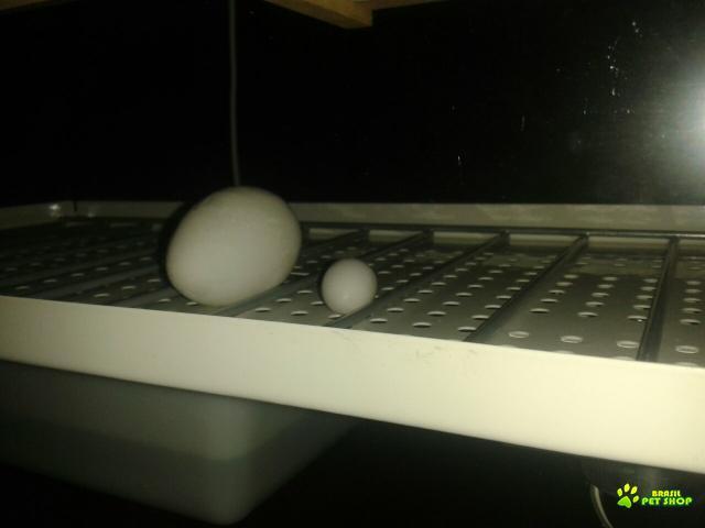 Chocadeira Automática