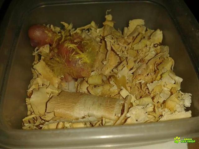 Chocadeira Automática