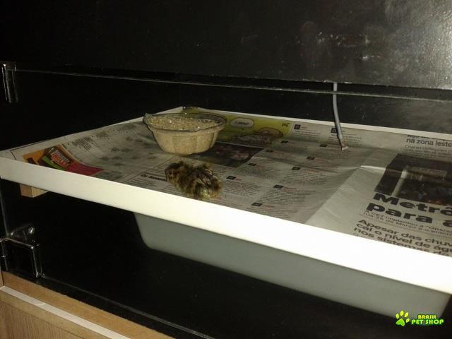 Chocadeira Automática