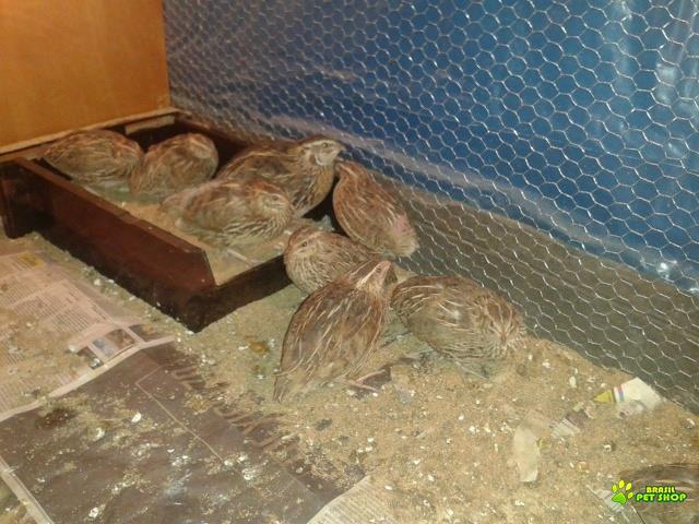 Chocadeira Automática