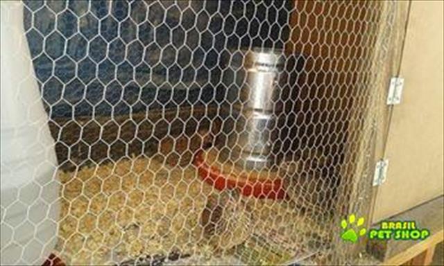 Chocadeira Automática