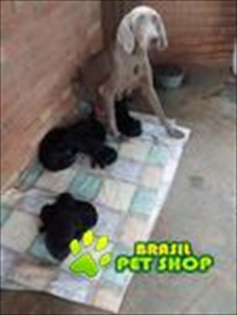 Filhotes De Doberman Com Weimaraner.