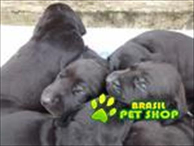 Filhotes De Doberman Com Weimaraner.