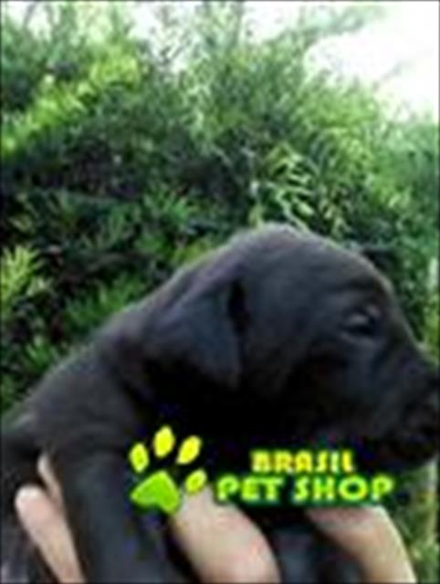 Filhotes Weimaraner X Doberman