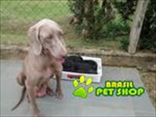 Filhotes Weimaraner X Doberman