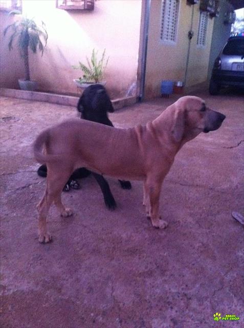 Filhotes De Fila Brasileiro