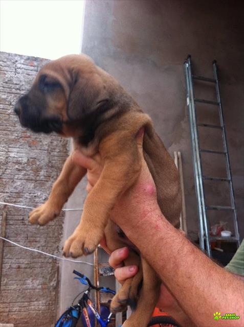 Filhotes De Fila Brasileiro