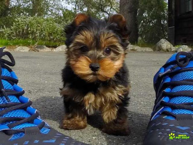 Adoráveis Dois Filhotes De Cachorro De Yorkie Para Novas Casas.