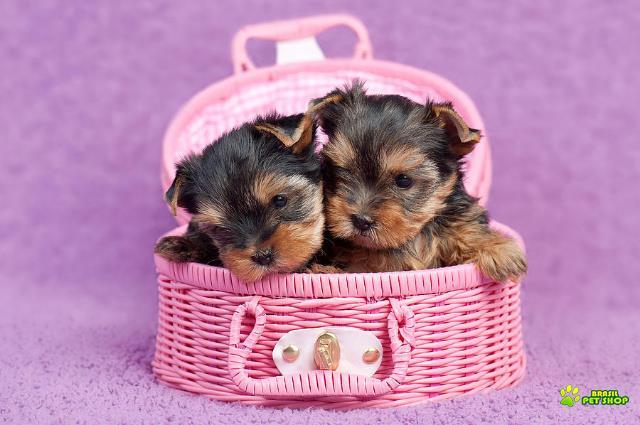 Adoráveis Dois Filhotes De Cachorro De Yorkie Para Novas Casas.