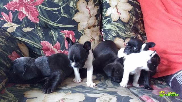 Filhotes Femeas De Bulldog Francês Exóticas