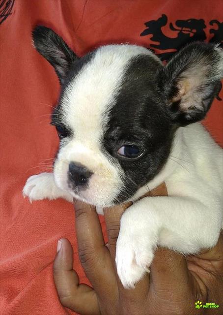 Filhotes Femeas De Bulldog Francês Exóticas