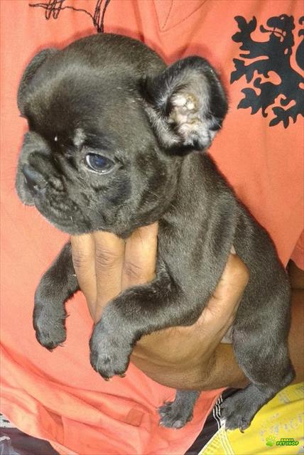 Filhotes Femeas De Bulldog Francês Exóticas