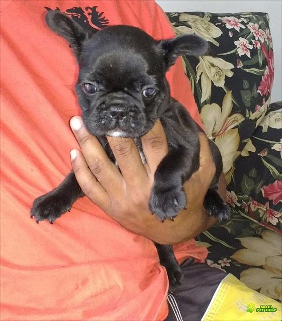 Filhotes Femeas De Bulldog Francês Exóticas