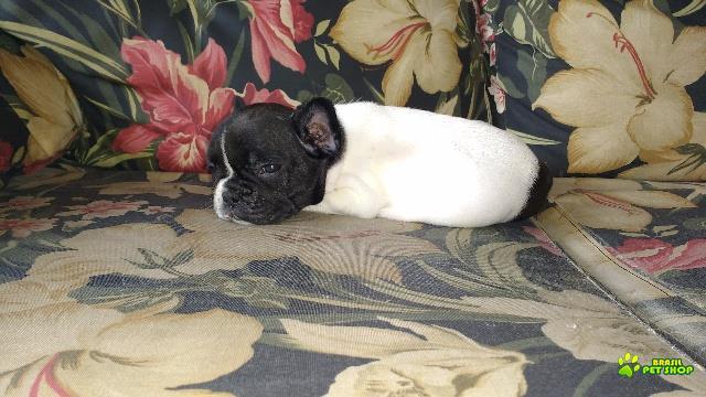 Filhotes Femeas De Bulldog Francês Exóticas