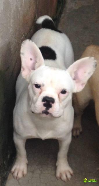 Buldogue Francês