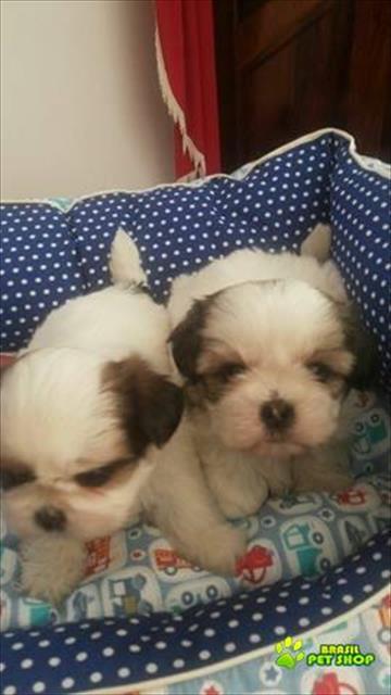 Shih Tzu Chocolate Promoção