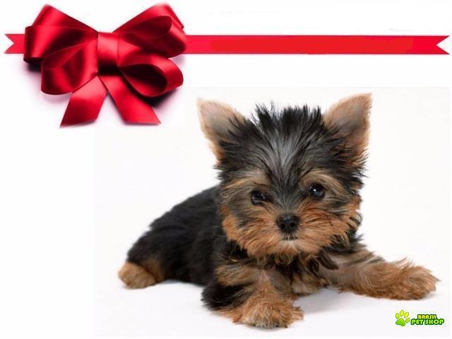 Elegantes Filhotes De Yorkshire Vacinados E Com Pedigree