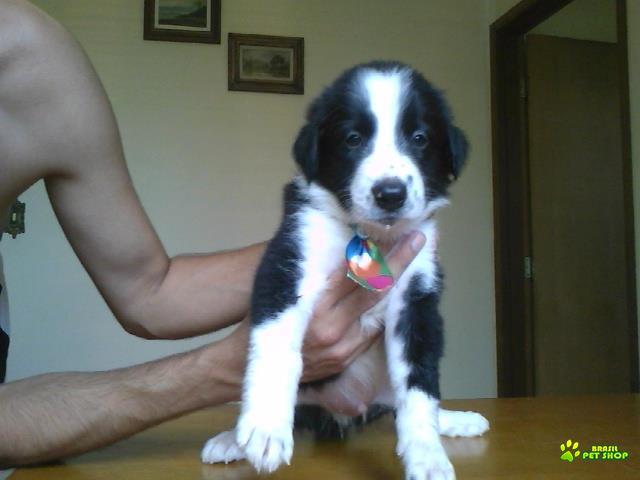 Filhotes De Border Collie Cães De Linhagem Selecionada Por Preço De Queima