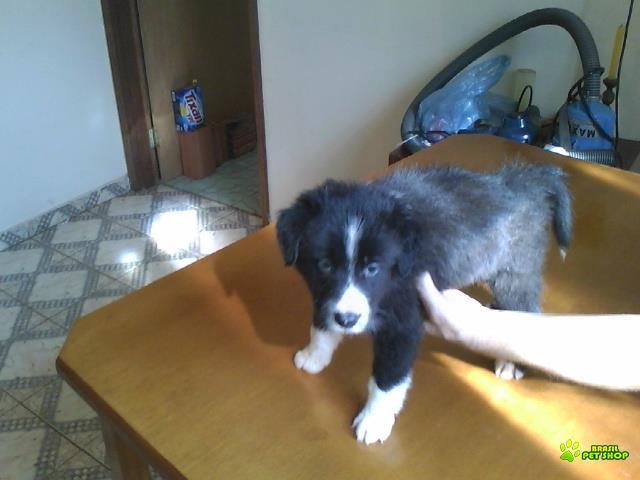 Filhotes De Border Collie Cães De Linhagem Selecionada Por Preço De Queima