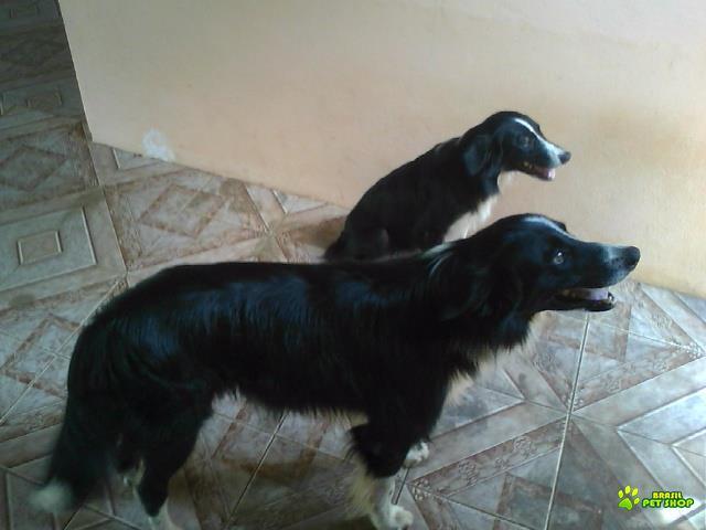 Filhotes De Border Collie Cães De Linhagem Selecionada Por Preço De Queima