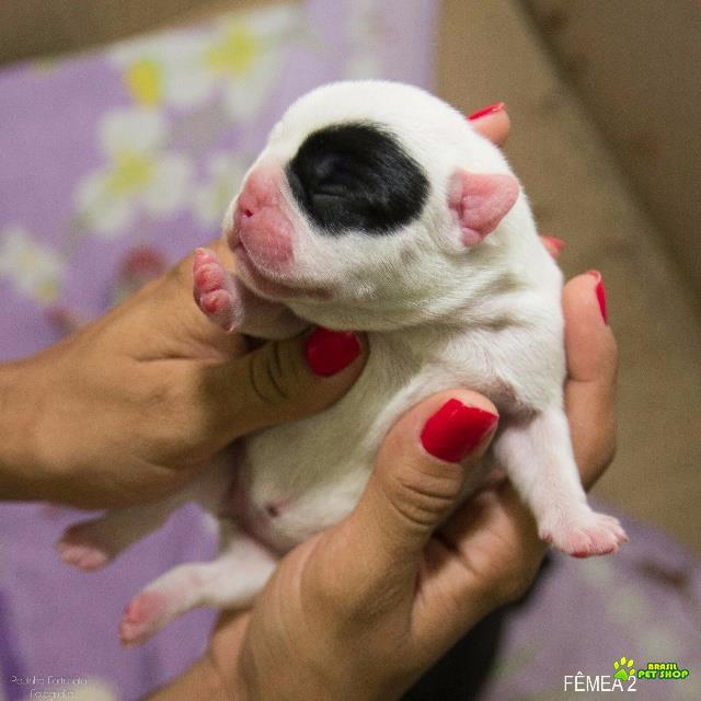 Filhote Fêmea Bulldog Francês