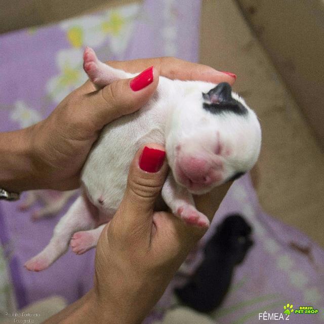 Filhote Fêmea Bulldog Francês