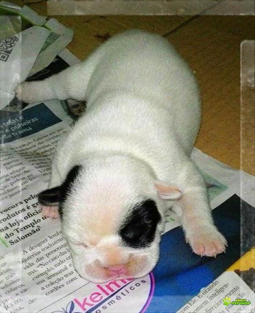 Filhote Fêmea Bulldog Francês