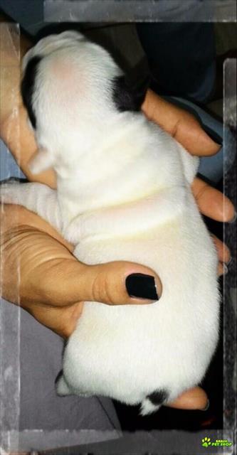 Filhote Fêmea Bulldog Francês