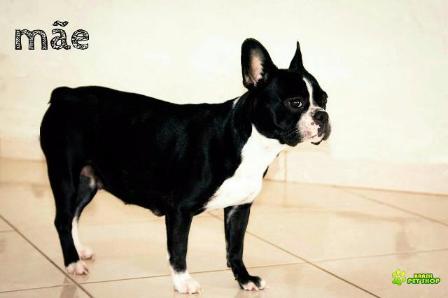 Filhote Fêmea Bulldog Francês